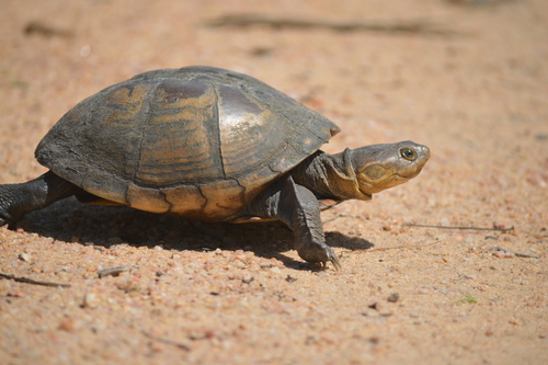 Pelusios rhodesianus