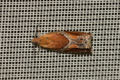 Ancylis obtusana