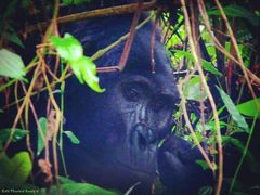 Gorilla beringei beringei