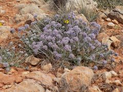 Teucrium capitatum majoricum