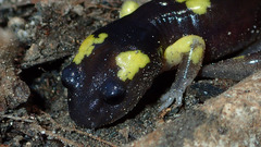 Ensatina eschscholtzii croceater