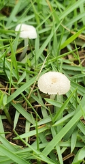 Marasmius