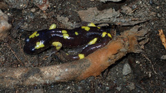 Ensatina eschscholtzii croceater