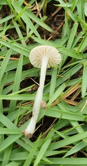 Marasmius