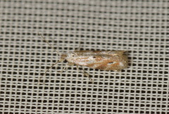 Bucculatrix bechsteinella