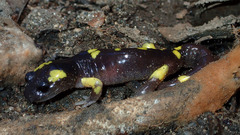 Ensatina eschscholtzii croceater