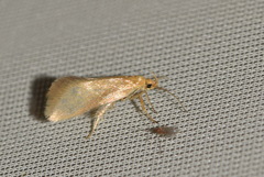 Crassa tinctella