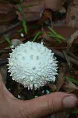 Amanita pyramidifera