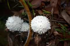 Amanita pyramidifera