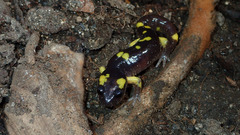 Ensatina eschscholtzii croceater