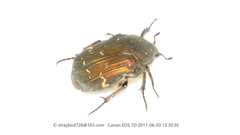 Protaetia famelica