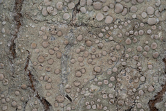 Lecanora caesiorubella merrillii