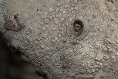 Lecanora caesiorubella merrillii