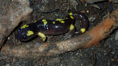 Ensatina eschscholtzii croceater