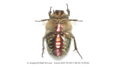 Protaetia famelica