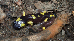Ensatina eschscholtzii croceater