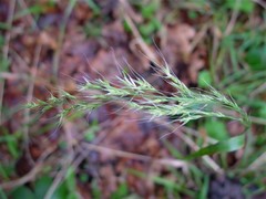 Lolium giganteum