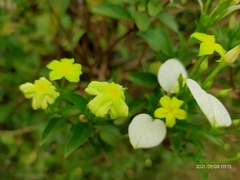 Pseudomussaenda flava