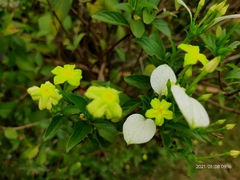 Pseudomussaenda flava