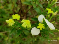 Pseudomussaenda flava