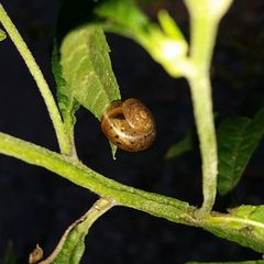 Glyphyalinia