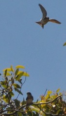 Petrochelidon nigricans