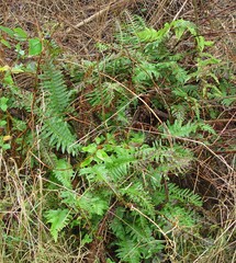 Polypodium interjectum