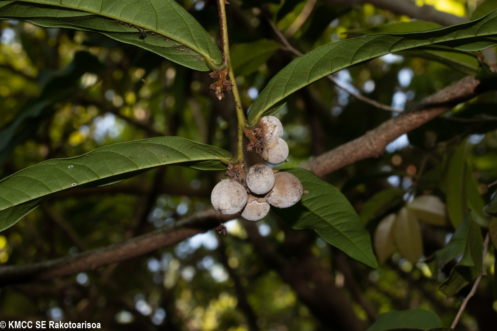 Diospyros boivinii