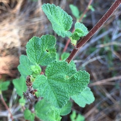 Ribes malvaceum malvaceum