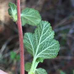 Ribes malvaceum malvaceum