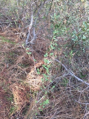 Ribes malvaceum malvaceum