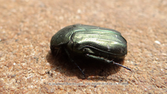 Protaetia famelica