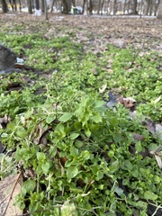 Stellaria media