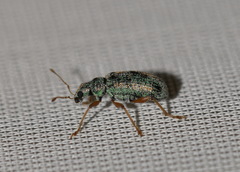 Polydrusus pterygomalis