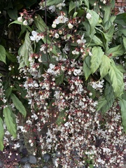 Clerodendrum schmidtii