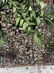 Clerodendrum schmidtii