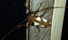 Prosopocera lactator