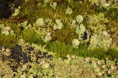 Cladonia grayi