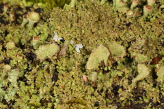 Cladonia grayi