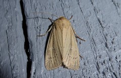 Ichneutica epiastra