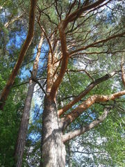 Pinus sylvestris