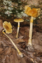 Amanita levistriata