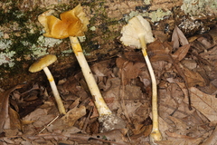 Amanita levistriata
