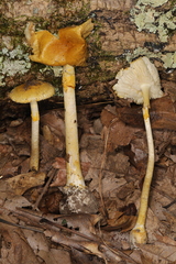Amanita levistriata