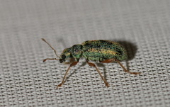 Polydrusus pterygomalis