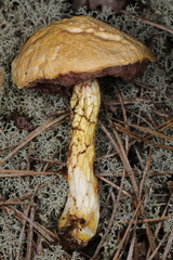 Austroboletus subflavidus