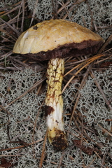 Austroboletus subflavidus