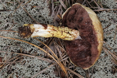 Austroboletus subflavidus