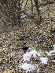 Turdus merula
