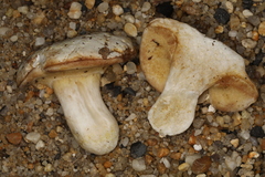 Xanthoconium stramineum